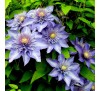 Клематис Мульти Блю (Multi Blue)